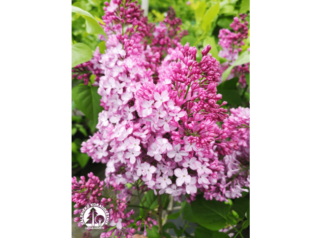 Syringa vulgaris   'Capitaine Baltet'
